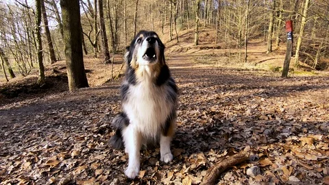 Dog barking Stock Footage 103805747