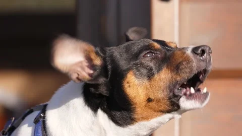 Dog barking Видео 168376973