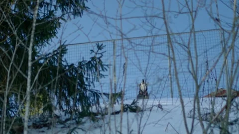 A dog barking Vídeos de archivo 331314244