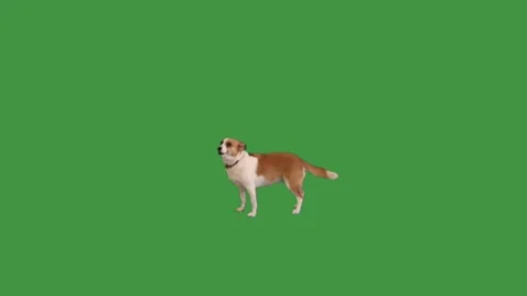 Dog barking on green screen Stock-Footage 98778256