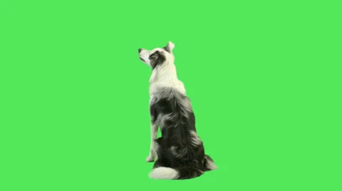 Dog barking in green screen studio  Stock Footage 32264091