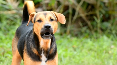 Dog barking HD Stock Footage 59765677