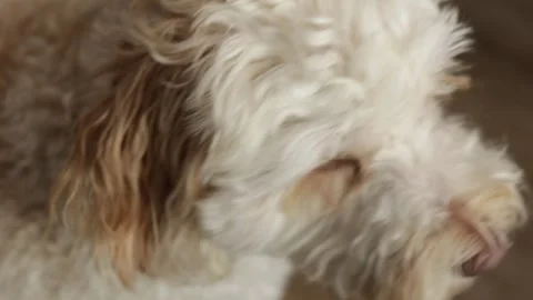 Dog barking indoors with alert posture, emotional reaction showing home pro.. Stock Footage 319826040