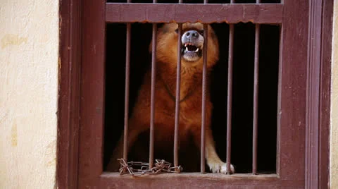Dog barking in its cage Stock Footage
