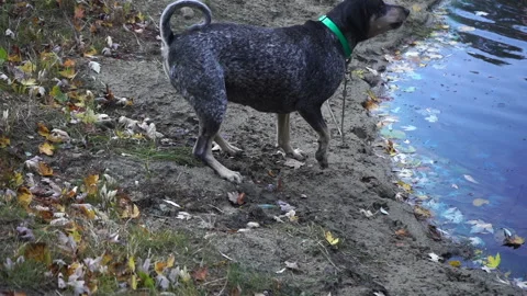 DOG BARKING BY LAKE Stock Footage 221499684