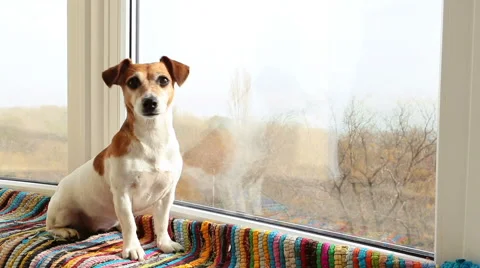 Dog barking looking window Vídeo Stock 62549069