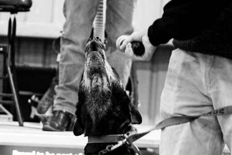 A dog barking into a microphone Stock Photos
