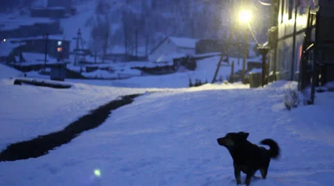 Dog barking in the night Stock Footage 22487878