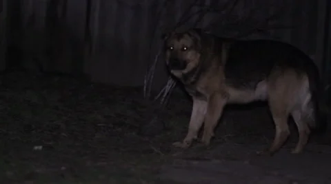 Dog barking at night Stock Footage