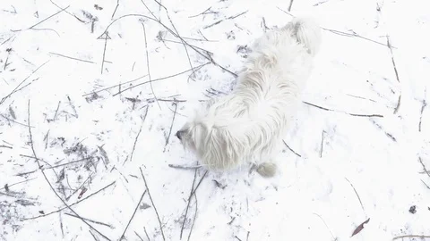 The dog is barking in the park Stock Footage 78875111