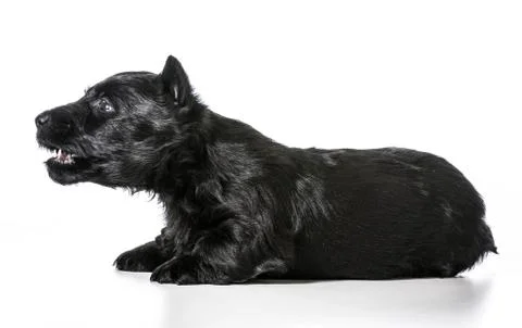 Dog barking Stock Photos