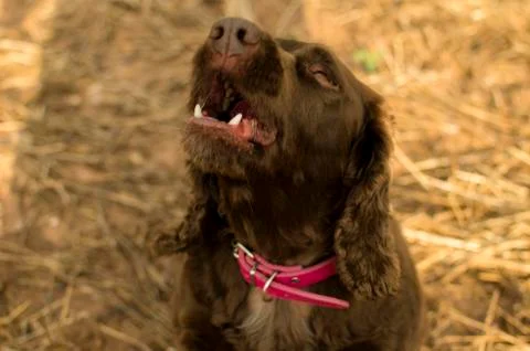 Dog Barking Stock Photos