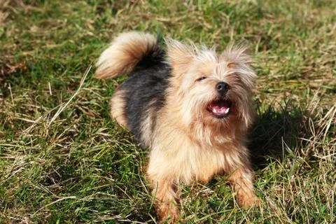 Dog Barking Stock Photos