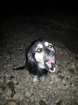 Dog Barking Stock Photos