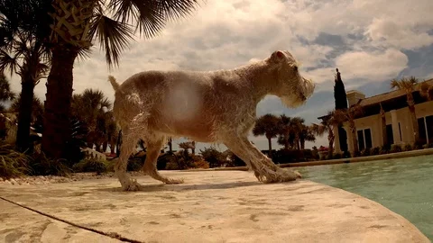 Dog barking at pool edge getting splashed. bitting at water splashes. Stock Footage 93193668