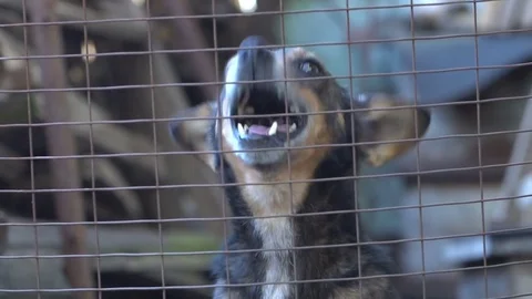 Dog barking slow motion 動画素材 75043273