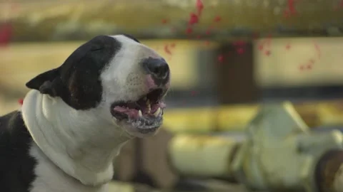 Dog barking slow motion red painting 2 Stock Footage 131850309