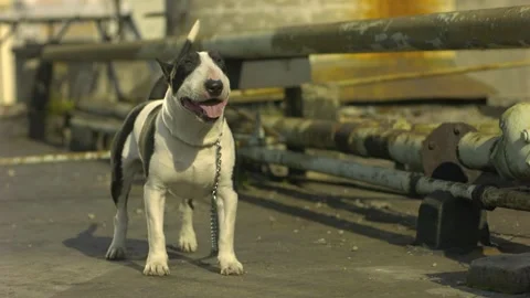 Dog barking slow motion red painting Stock Footage 131850905