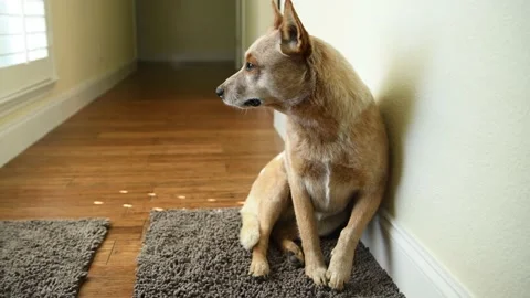 Dog Barking at Someone Outside Vídeo Stock 169179608