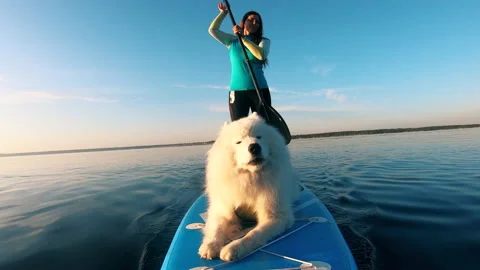 A dog is barking while paddleboarding with a young woman on a lake. Stock Footage 139635678