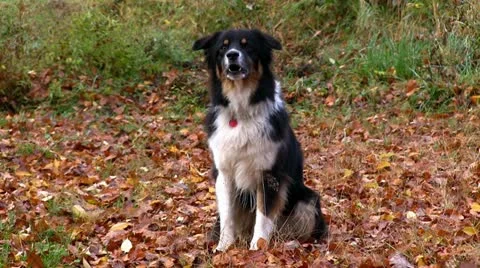 Dog barking  wide angle Stock Footage 11840777