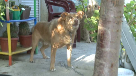 Dog barks and keeps the yard Stock Footage 33982272