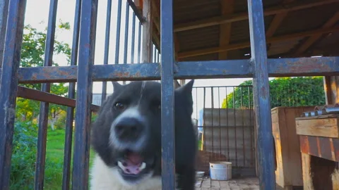 Dog barks in the cage. Video stock 96754836