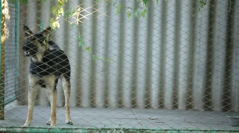 Dog Barks From The Cell Video stock 52609695