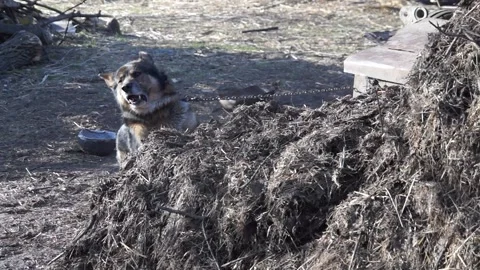 The dog barks on a chain Stock Footage 138386048