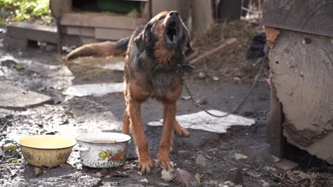 The dog barks on the chain Stock Footage 151037490