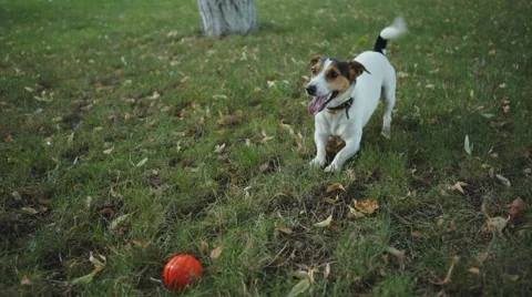 The dog barks on the grass Stock Footage 65106899