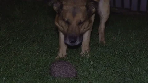 The dog barks at the hedgehog Stock Footage 161029289