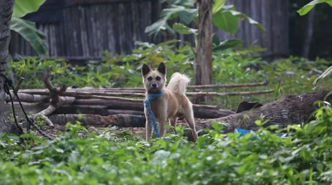 Dog barks, lays down 動画素材 42150231