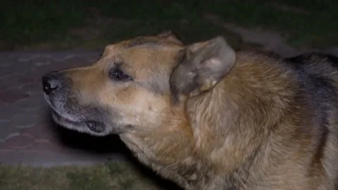 Dog barks at night Vidéo 131561259