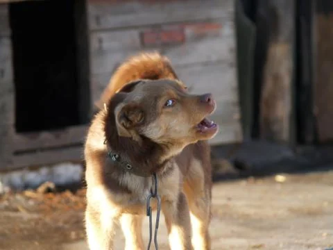 Dog barks Foto stock