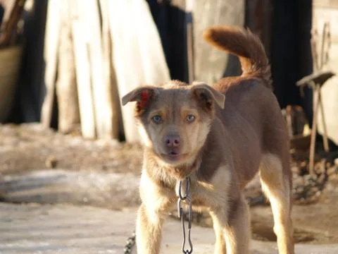 Dog barks Stock-Fotos