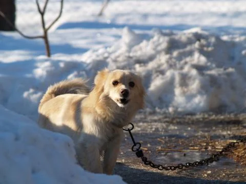 Dog barks Stock Photos