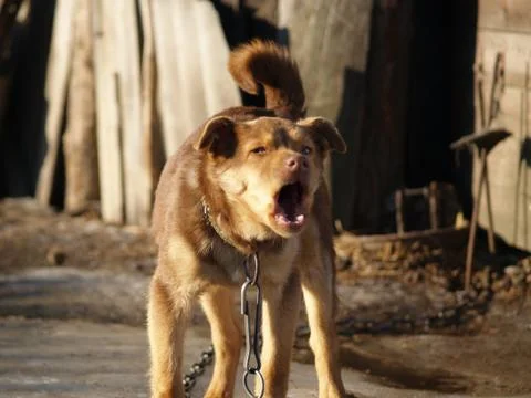 Dog barks Stock Photos