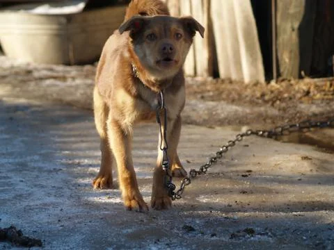 Dog barks Stock Photos