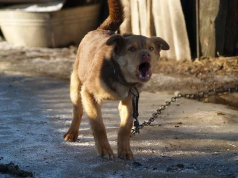 Dog barks Stock Photos