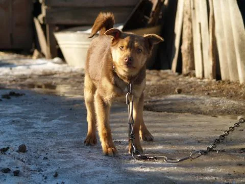 Dog barks Stock-Fotos