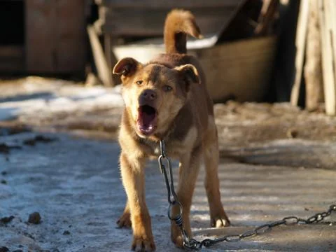 Dog barks Foto stock