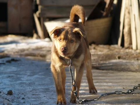 Dog barks Stock Photos