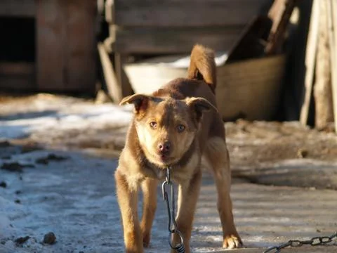 Dog barks Stock Photos