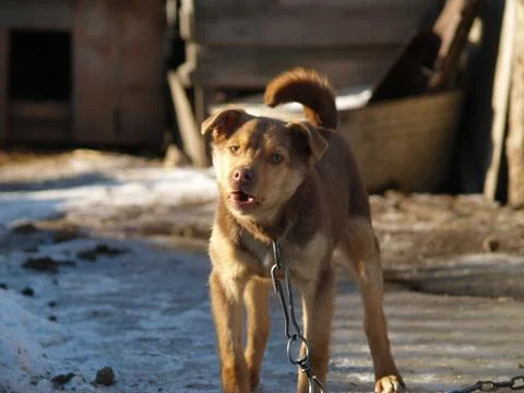 Dog barks Stock Photos