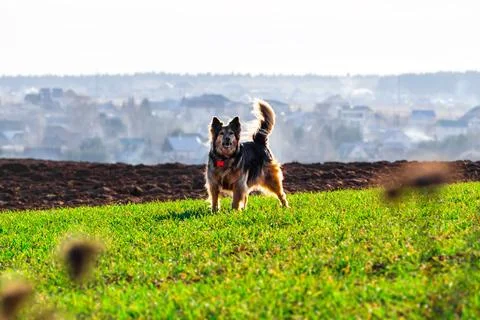 Dog barks Stock Photos