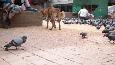 DOG IN BASANTAPUR KATHMANDU Stock Footage 124884992