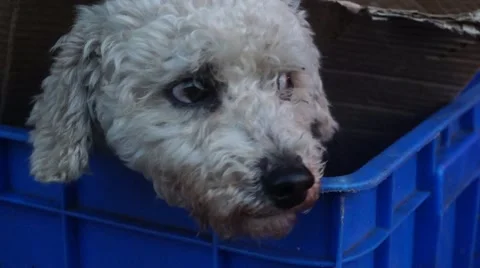 The dog in the basket Stock Footage 46982556