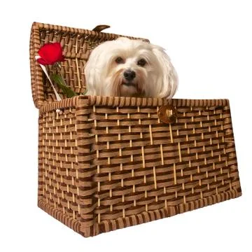 Dog in basket Stock Photos