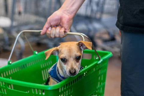 Dog in basket Stock Photos